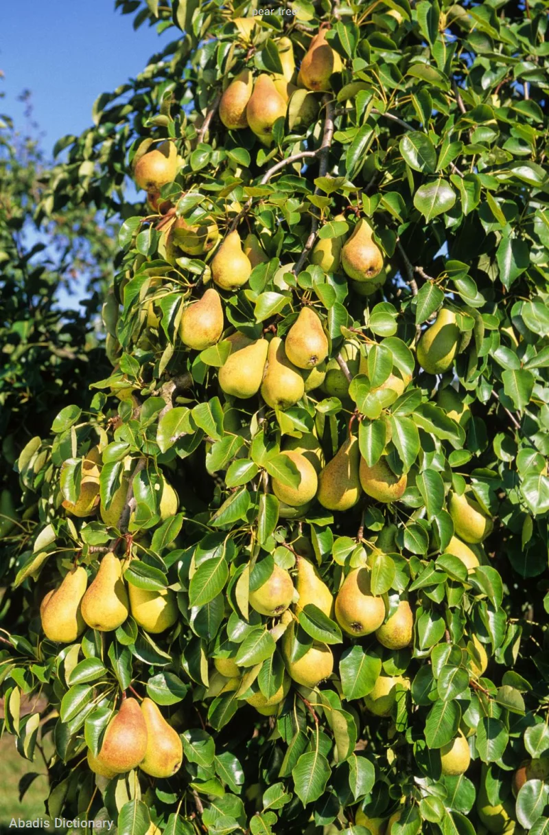 pear tree